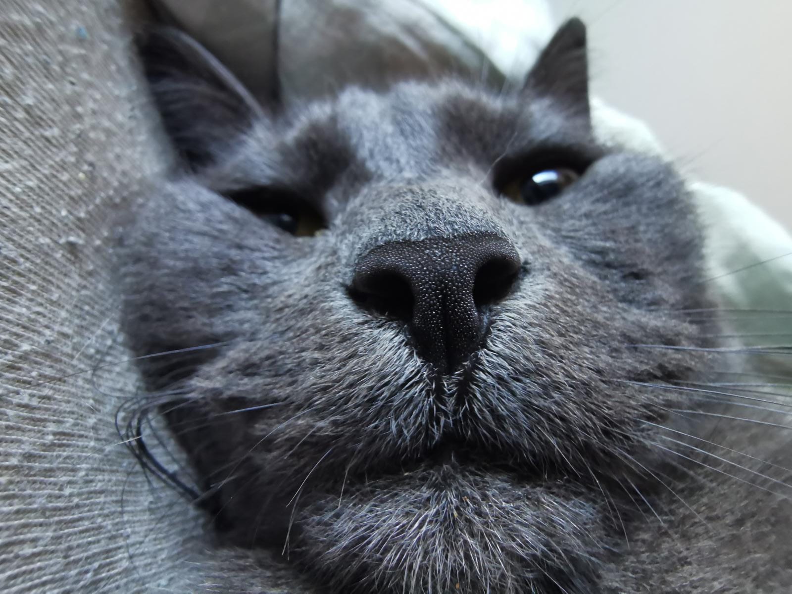 Katze
